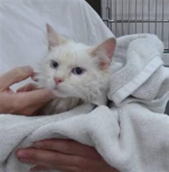 Domestic Medium Hair Cats Available for Adoption in Salinas, California - DELORIS | PetCurious