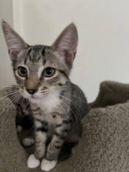 Clifford -  Domestic Short Hair Cat for Adoption in Antioch, California - Clifford | PetCurious