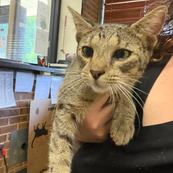 Caleb -  Domestic Short Hair Cat for Adoption in Birmingham, Alabama - Caleb | PetCurious