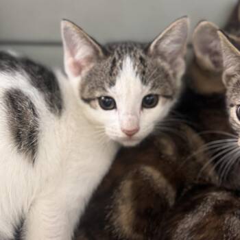 Marge -  Domestic Short Hair Cat Available for Adoption in Starkville, Mississippi - Marge | PetCurious