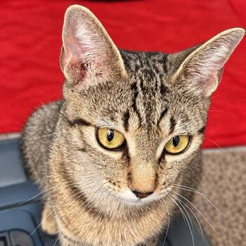 Gigi -  Extra Toes Cat Hemingway Polydactyl and Tabby Cat for Adoption in Antioch, California - Gigi | PetCurious