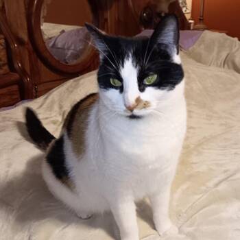 Domestic Medium Hair Cats Available for Adoption in Rochester, Minnesota - Nebula (Nebbie) | PetCurious