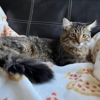 Brisket -  Domestic Long Hair Cat Available for Adoption in Reisterstown, Maryland - Brisket | PetCurious