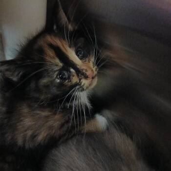 Domestic Short Hair Cats Available for Adoption in Philadelphia, Pennsylvania - Rue | PetCurious
