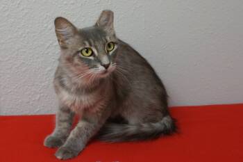 Marlene -  Domestic Medium Hair Cat for Adoption in Fountain Hills, Arizona - Marlene | PetCurious