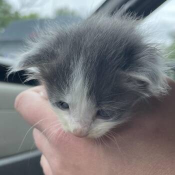 Domestic Short Hair Cats Available for Adoption in Green Forest, Arkansas - Tyler | PetCurious