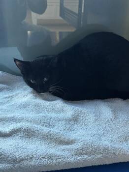 Domestic Short Hair Cats Available for Adoption - SKY | PetCurious