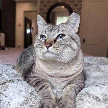 Miss Chonkers -  Siamese Cat for Adoption in Tulsa, Oklahoma - Miss Chonkers | PetCurious