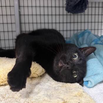 Hamburglar -  Domestic Short Hair Cat for Adoption in Waynesville, North Carolina - Hamburglar | PetCurious