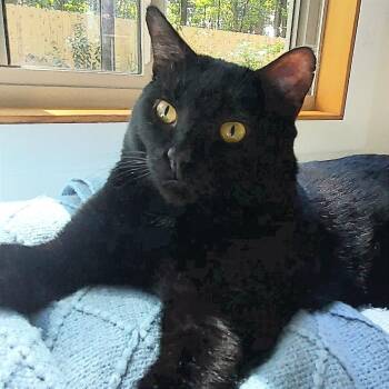 Oscar -  Domestic Short Hair Cat for Adoption in Traverse City, Michigan - Oscar | PetCurious