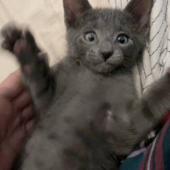Xcross Buns 9 -  Russian Blue Cat for Adoption in Austin, Texas - Xcross Buns 9 | PetCurious