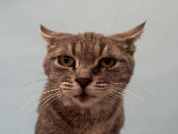 Poker -  Domestic Short Hair Cat for Adoption in Minneapolis, Minnesota - Poker | PetCurious