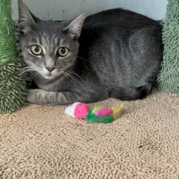 Rescue Domestic Short Hair Cats for Adoption in Hawthorne, California - Tina | PetCurious