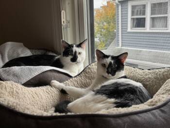 Rescue Domestic Short Hair Cats for Adoption in Melrose, Massachusetts - Chip And Dale | PetCurious