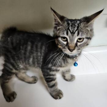 Zippy -  Domestic Short Hair Cat for Adoption in Dyersburg, Tennessee - Zippy | PetCurious