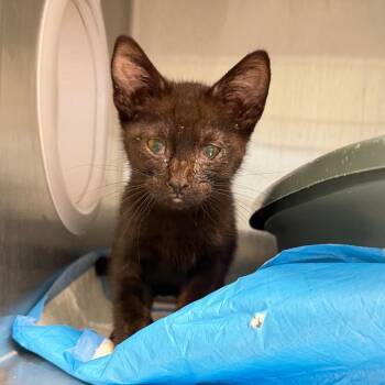 Midnight -  Domestic Short Hair Cat for Adoption in Englewood, Florida - Midnight | PetCurious