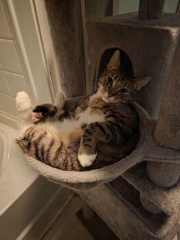 Rescue Domestic Short Hair Cats for Adoption in Lancaster, California - Twonch | PetCurious