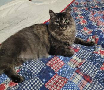 From Street life to sofa life-Sandy is ready to come home. -  Domestic Long Hair and Balinese Cat for Adoption in Toledo, Oregon - From Street Life To Sofa Life-Sandy Is Ready To Come Home. | PetCurious