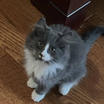Roxanne "Roxie" -  Domestic Medium Hair Cat for Adoption in Springfield, Oregon - Roxanne "Roxie" | PetCurious