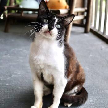 Tuxedo and Domestic Short Hair Cats Available for Adoption in Homestead, Florida - Gibby  | PetCurious