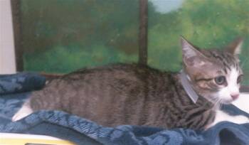 HARVEST -  Domestic Short Hair Cat for Adoption in Houston, Texas - HARVEST | PetCurious