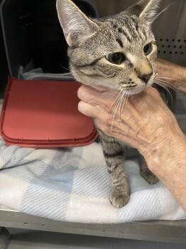 Thingamabob - At shelter -  Domestic Short Hair Cat for Adoption in Rustburg, Virginia - Thingamabob - At Shelter | PetCurious