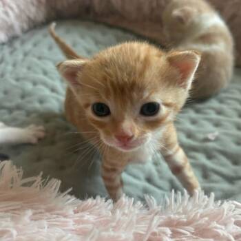 Domestic Short Hair Cats Available for Adoption in Leander, Texas - Chalupa C1 | PetCurious