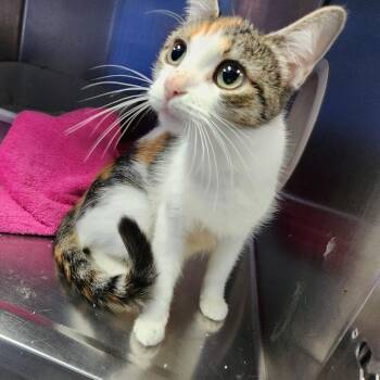Mary Kat -  Domestic Short Hair Cat for Adoption in Walker, Michigan - Mary Kat | PetCurious