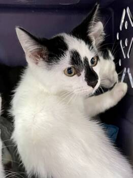 Rescue Domestic Short Hair Cats for Adoption in Chicago, Illinois - Domino Bonded Pair | PetCurious