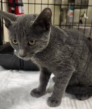 Rescue Russian Blue Cats for Adoption in San Jacinto, California - Bantam | PetCurious