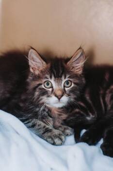 Domestic Short Hair Cats Available for Adoption in North Charleston, South Carolina - 91673a Casey- PetSmart Mt Pleasant | PetCurious