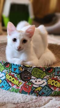 Turkish Angora Cats Available for Adoption in Lunenburg, Massachusetts - Frosty | PetCurious