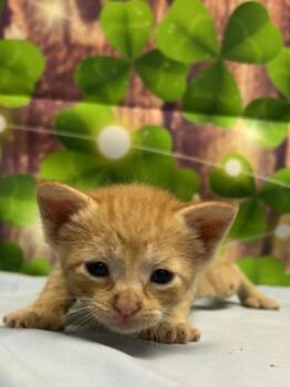 Domestic Short Hair Cats Available for Adoption in San Antonio, Texas - Brand New | PetCurious