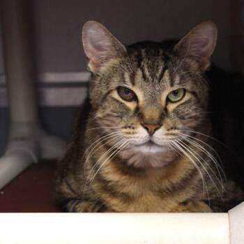 Domestic Short Hair Cats Available for Adoption in Des Moines, Iowa - Charles -- Bonded Buddy With Lionel | PetCurious