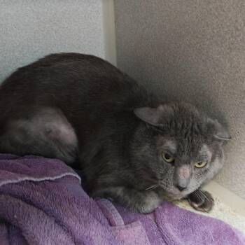 Joe -  Domestic Short Hair Cat for Adoption in Madison, Wisconsin - Joe | PetCurious