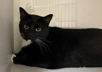Spooky -  Domestic Short Hair Cat for Adoption in Divide, Colorado - Spooky | PetCurious