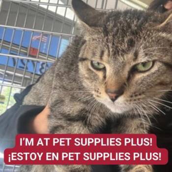 Rescue Domestic Short Hair Cats for Adoption in Carrollton, Texas - Lego Batman | PetCurious