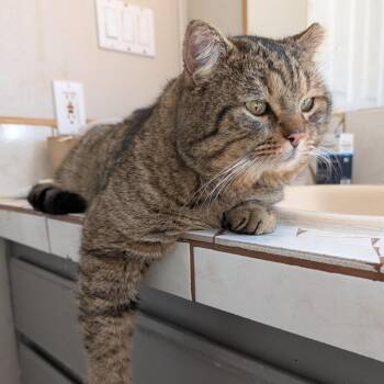 Domestic Short Hair Cats Available for Adoption - Dhemaste | PetCurious