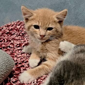 Emmett -  Domestic Medium Hair Cat for Adoption in Layton, Utah - Emmett | PetCurious