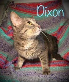 Tabby Cats Available for Adoption in Pleasanton, Texas - Dixon | PetCurious