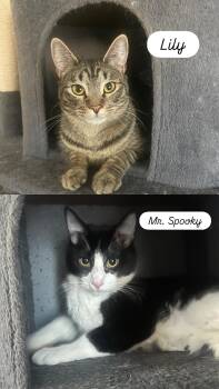 Domestic Short Hair Cats Available for Adoption in Villa Park, California - Mr. Spooky & Lily (bonded) | PetCurious