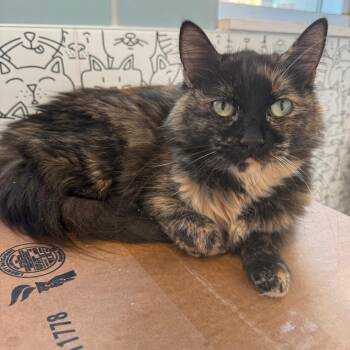 Binx -  Domestic Short Hair Cat for Adoption in Chicago, Illinois - Binx | PetCurious