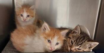 Domestic Medium Hair Cats Available for Adoption in Mocksville, North Carolina - Little Harry | PetCurious