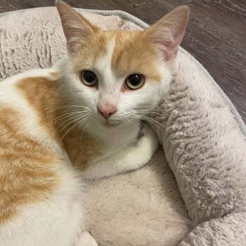 Tony - Loving & Sweet -  Domestic Short Hair Cat for Adoption in Hamilton, Ontario - Tony - Loving & Sweet | PetCurious