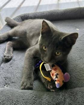 Raz - a very social and loving kitten who loves to play. -  Domestic Short Hair Cat for Adoption in Lemoyne, Pennsylvania - Raz - A Very Social And Loving Kitten Who Loves To Play. | PetCurious
