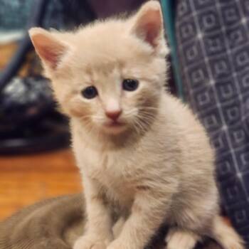 Domestic Short Hair Cats Available for Adoption in Bel Air, Maryland - Bunny | PetCurious
