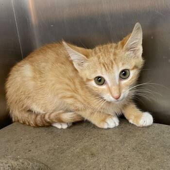 Rescue Domestic Short Hair Cats for Adoption in Roanoke, Virginia - Pumpkin | PetCurious