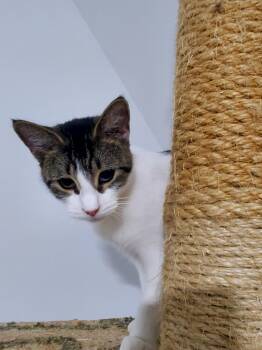 Rescue Siamese Cats for Adoption in Gladwin, Michigan - Luna | PetCurious