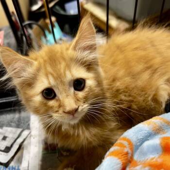 Sammy -  Domestic Medium Hair Cat for Adoption in Moses Lake, Washington - Sammy | PetCurious