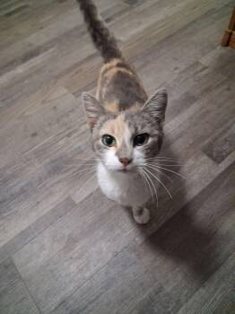 Calico and Domestic Short Hair Cats Available for Adoption - Patchwork | PetCurious